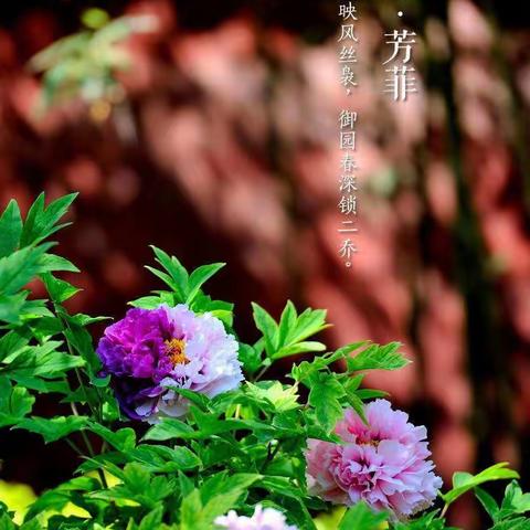 道托中心小学一一班魏新雨