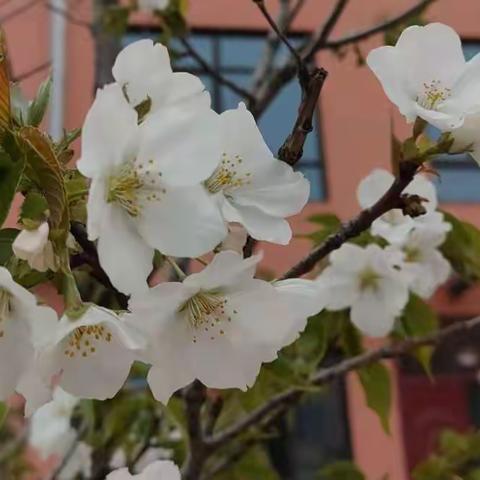 春暖花开宜教研  习作评改促成长--许家沟乡下堡中心小学习作评改研讨会