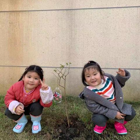 童心护绿，与树同长——浦口区实验幼儿园第二分园