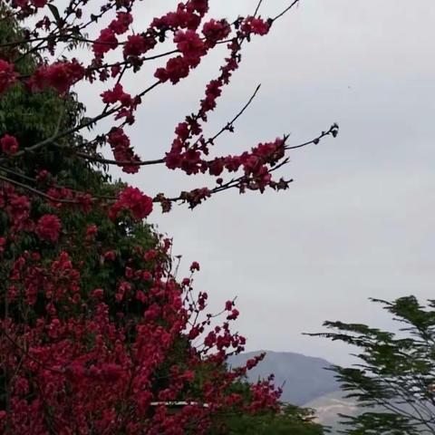 永春处处赏桃花