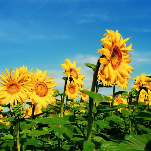 深秋十月，多彩生活——芙蓉学校二（1）班成长足迹