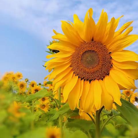 面向阳光，茁壮成长—2021年上期第十周班级周记