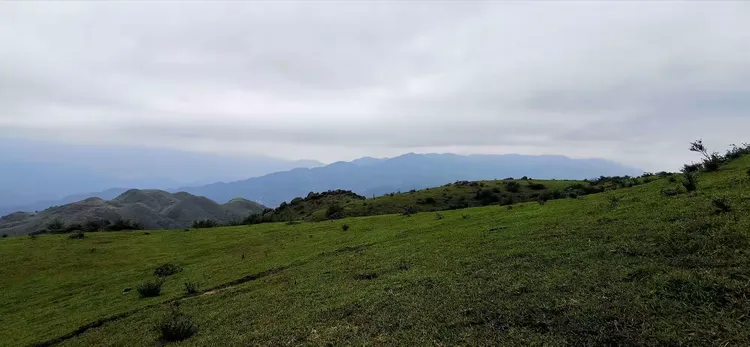 杜鹃花批发多少钱一棵