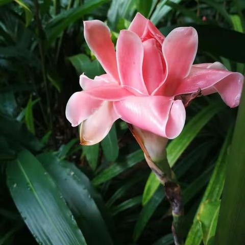 走进新加坡胡姫植物园