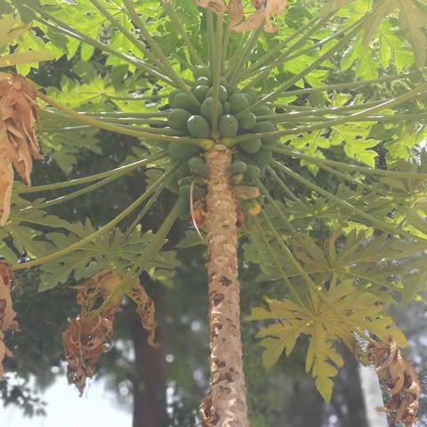 厦门行2一一醉美鼓浪屿