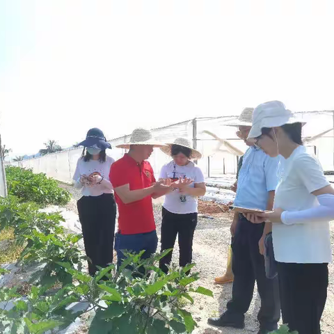 省农业农村厅调研组赴我县开展冬季瓜菜调研