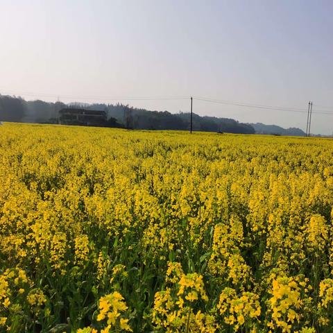 春风有信 ，花开有期