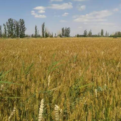 【西北行特辑·家门口的丰收与喜悦】