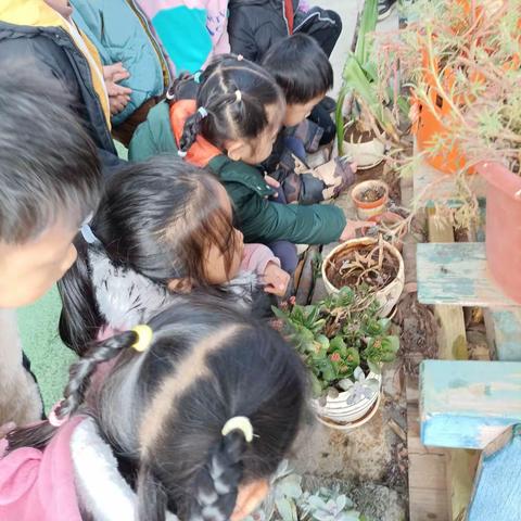 大班植物浇水篇