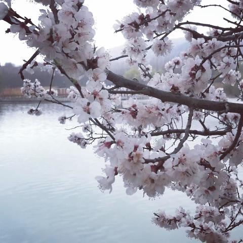 桃花源