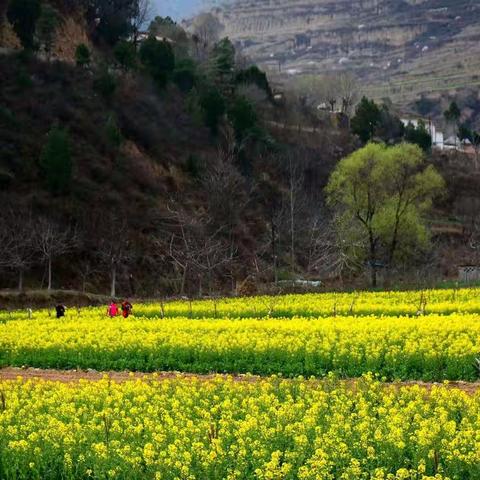 寻找春天的足迹———鱼洞村、石匠坝游记