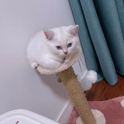 小学生猫咪观察日记