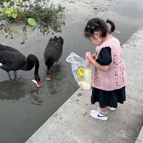 天鹅喜欢吃什么