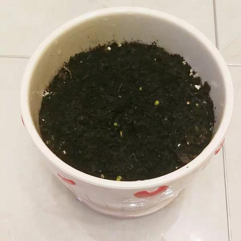 绿豆、南瓜、西瓜、花生的种植日记