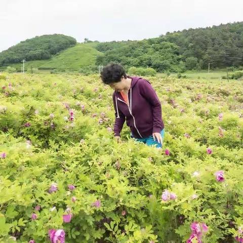 2021年6月5日抚顺芍药万亩基地拍摄