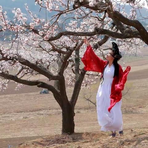 2021年4月15日沙地沟杏花村