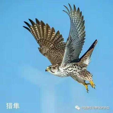 护自然精灵 献人间爱心