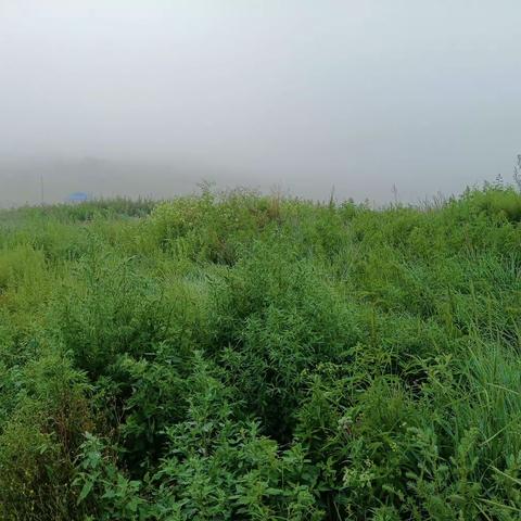 晨雾  文/王铁华