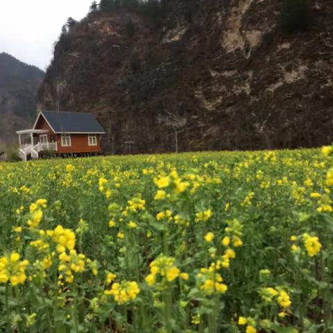 相约油菜花