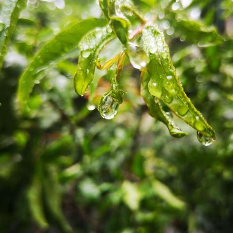 雨落浅秋