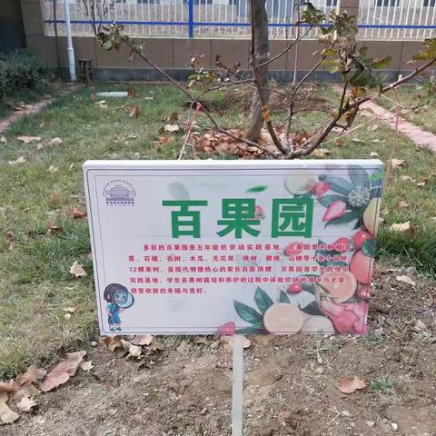 深情寄语，筑梦未来——“百果园”果树挂牌记