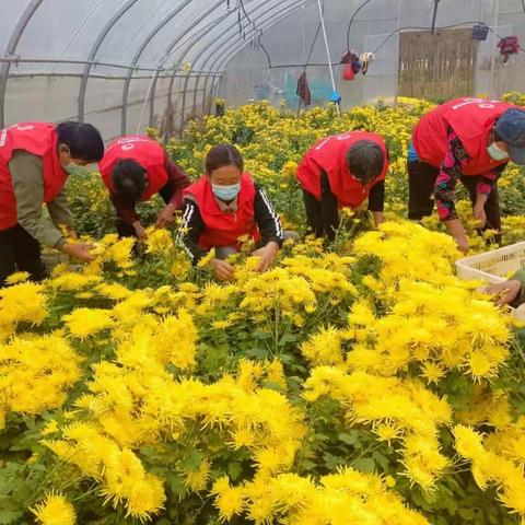 菊花丰收采摘忙