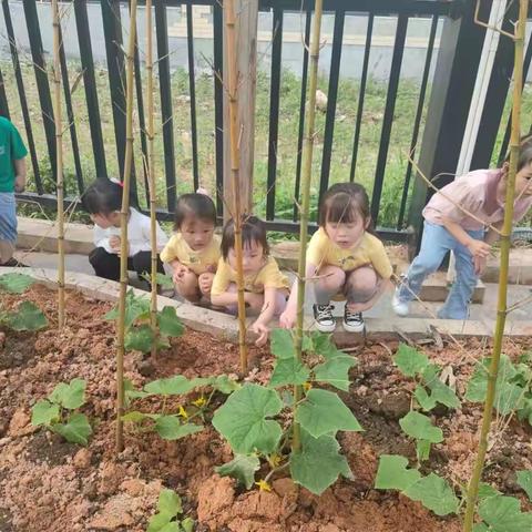 【班级动态】黄瓜先生日记——阳光幼儿园小二班黄瓜种植活动