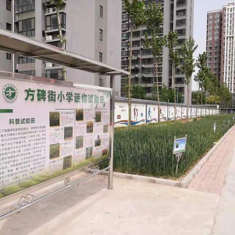 “双减”落实重实效     劳动教育助成长——种植篇