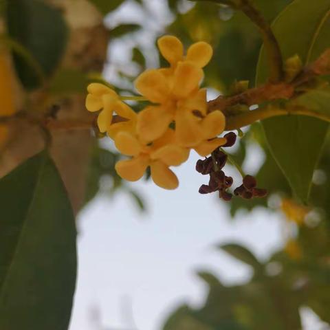 （秦意宸）桂花飘香的季节