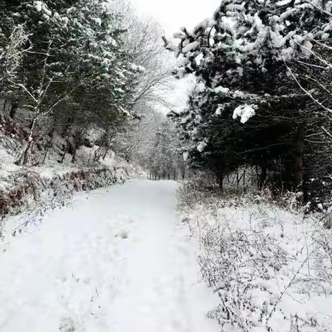 随笔：雪                                            田家炳实验中学初一九班    吴一航