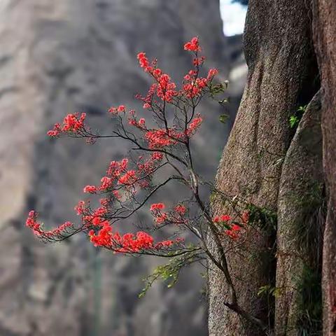 中吕.满庭芳 梅雪恋（乔吉体/中原音韵）北曲||衣思队