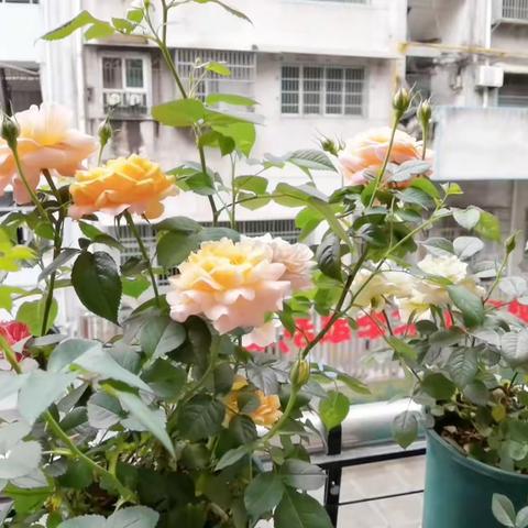 2023年上人民路小学358班活动视频精彩分享
