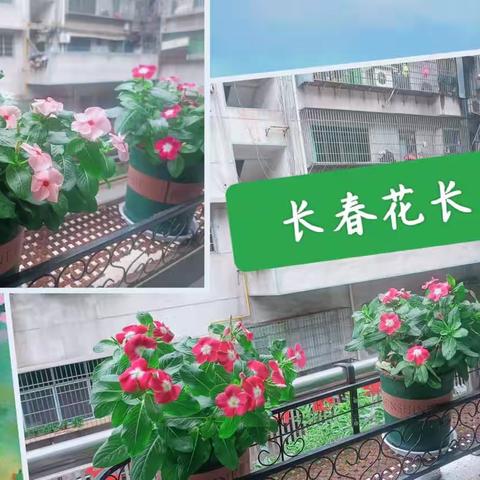 时光流金转 开卷有花香——2023夏末人民路小学最美358班