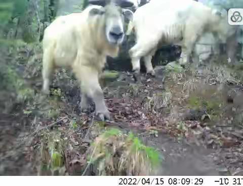 时隔一日，秦岭太平峪同一监测点再现国家一级保护动物羚牛和林麝