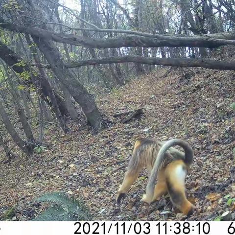 多种濒危珍稀野生动物密集打卡展现秦岭生物多样性