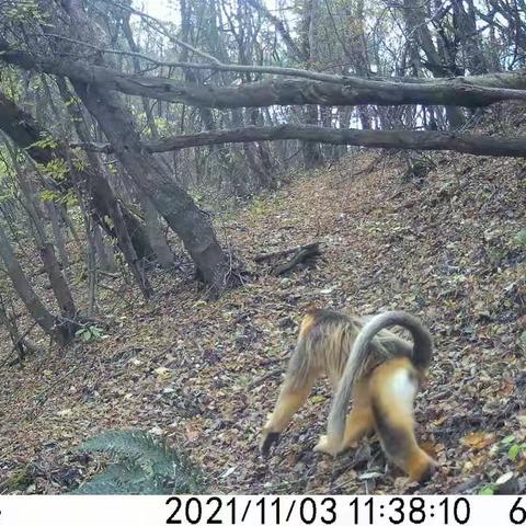 鄠邑区太平峪首次发现国家一级保护动物川金丝猴