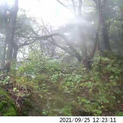 鄠邑区秦保局太平国有生态林场发现国家二级野生保护动物黄喉貂