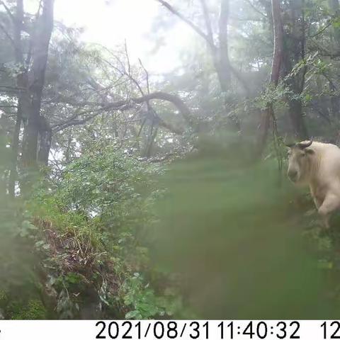 十四运吉祥物之一“羚羚”来了！鄠邑区秦岭太平峪再次发现羚牛