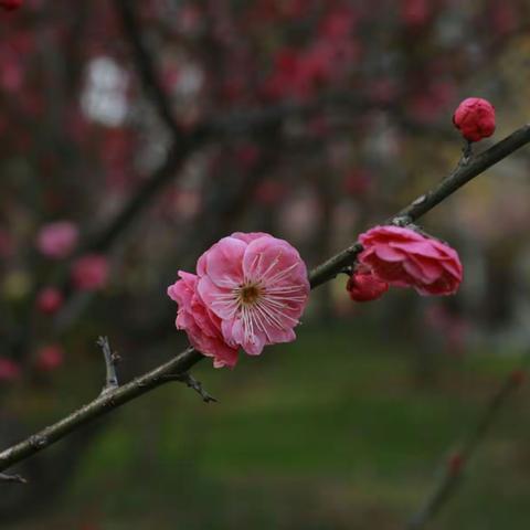 梅花香自苦寒来
