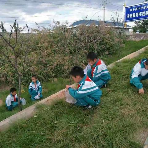 实践中锻炼，锻炼中成长――记武乡县城关小学开展劳动实践活动