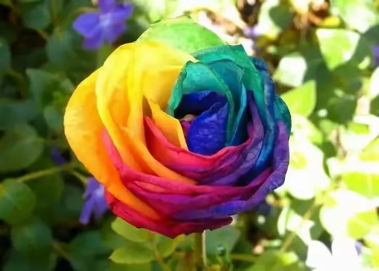 七色花诗稿