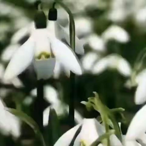 💕春已到，吊沟小学期待与你相约。💕