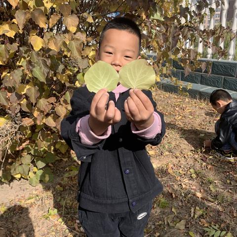 缤纷秋日 舞动秋叶—薛十幼大四班幼儿与自然亲近之树叶粘贴画