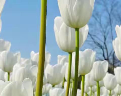清明节放假通知