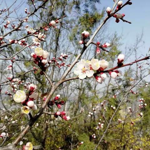 全民勤恳植，四野遍山绿