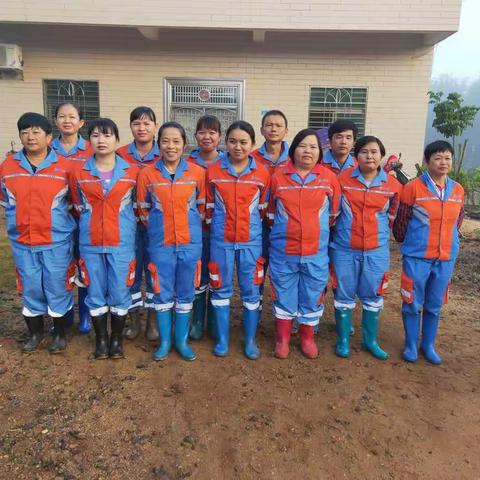 2019年12月23日，13名突击队员在晨光村委会的乐安村，以及红旗片区27队作业。