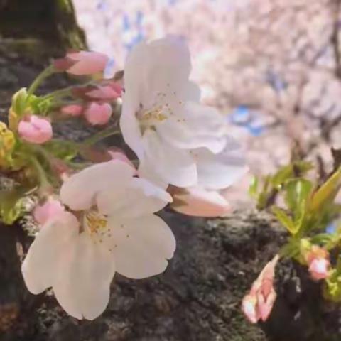 2017年的小刘同学大事记