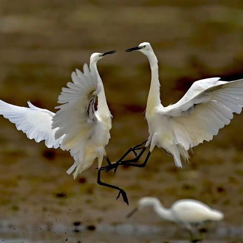《津门湿地摄影人》2022年三季度摄影作品（一）