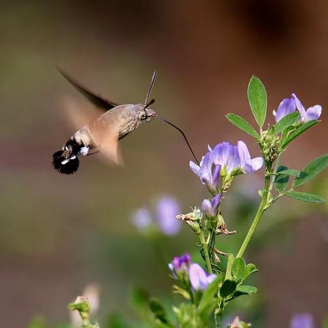 《津门湿地摄影人》2022年二季度摄影作品（二）