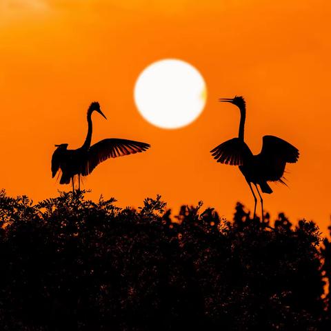 《津门湿地摄影人》2022年二季度摄影作品（一）